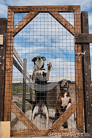 Concept of unnecessary abandoned animals. Kennel of northern sled dogs Alaskan husky in summer. Two mongrels in aviary behind Stock Photo