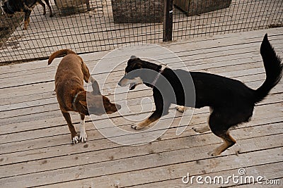 Concept of unnecessary abandoned animals. Kennel of northern sled dogs Alaskan husky in summer. Two mongrels in wooden enclosure Stock Photo