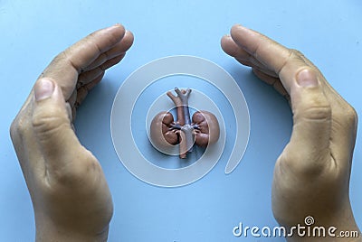 Concept of World kidney day, National Organ Donor Day, donation, diagnosis, protection and treatment. Stock Photo