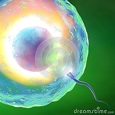 Conception ovum and sperm Stock Photo