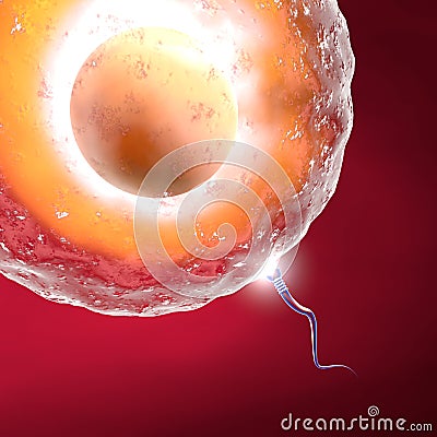 Conception ovum and sperm Stock Photo