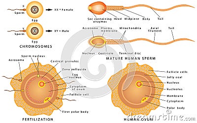Conception ovum and sperm. Vector Illustration