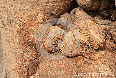Conceptual abstract natural image of kiss, love, formed by shaped tree root. Stock Photo