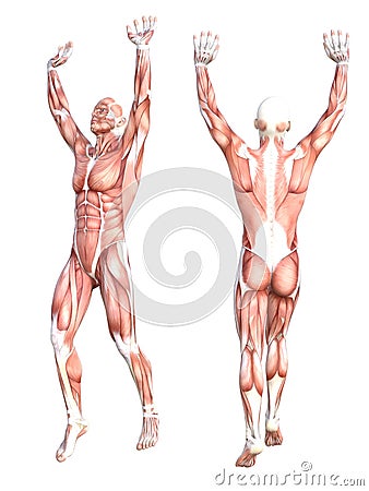 Conceptual anatomy healthy skinless human body muscle system set. Athletic young adult man posing for education, fitness sport, me Cartoon Illustration