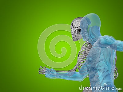 Conceptual Anatomy human body on green Stock Photo