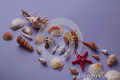 Conceptual arrangement of seashells Stock Photo