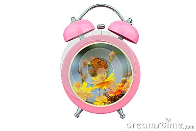 Conceptual art time to relax : yellow cosmos flower and butterfly within pink alarm clock isolated on white background Stock Photo