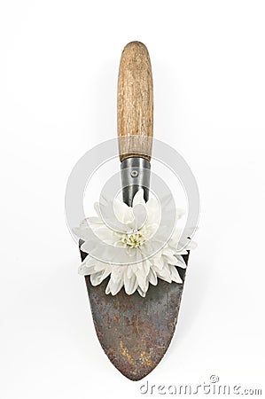 Conceptual gardening still life with spade and white flower Stock Photo