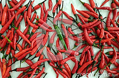 Conceptual image of outstanding - different color from the rest and standing out amongst the crowd by using fresh chilli peppers Stock Photo