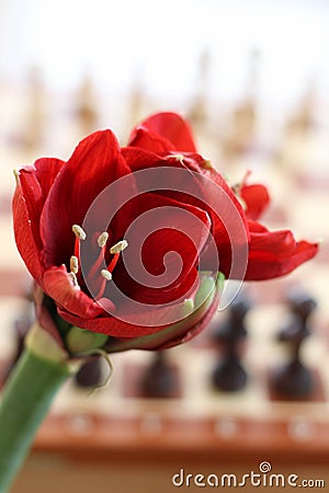 Conceptual photo. Red amaryllis flowers isolated on chess background. Red Amaryllis, bulbous plant on the chess board. Stock Photo