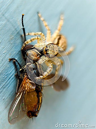 conceptual portrait of spider preys on flies Stock Photo