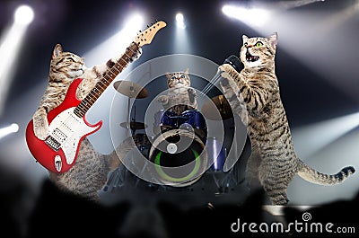 Concert of cats musicians Stock Photo