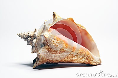 Conch Stock Photo