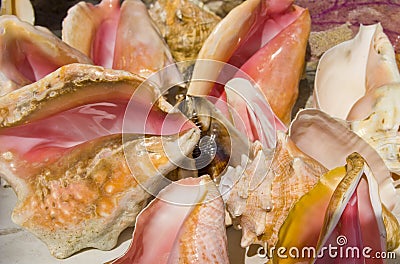 Conch Stock Photo