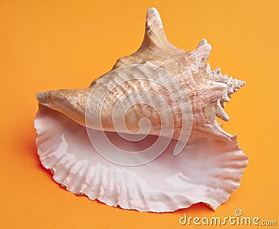 Conch Shell Stock Photo