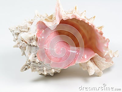 Conch Shell Stock Photo