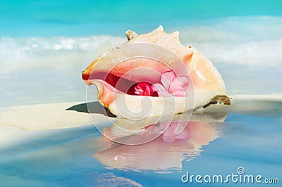 Conch Shell Stock Photo