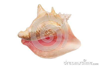 Conch shell Stock Photo