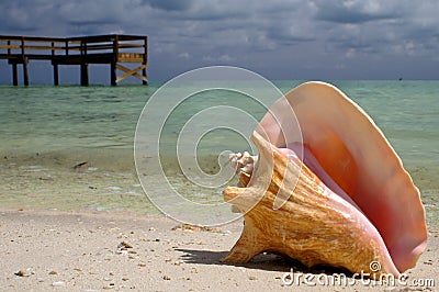 Conch Shell Stock Photo