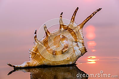 Conch shell on beach Stock Photo