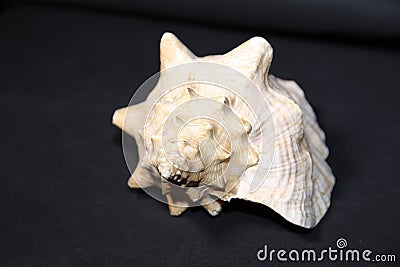 Conch shell on black background - close up Stock Photo