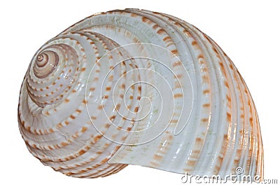 Conch shell isolated on white background Stock Photo