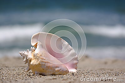 Conch shell on sand Stock Photo