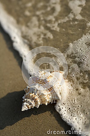 Conch shell in wave. Stock Photo