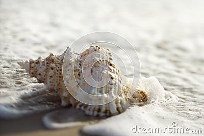 Conch shell in waves. Stock Photo