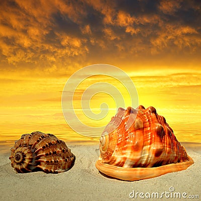 Conch shells on beach Stock Photo