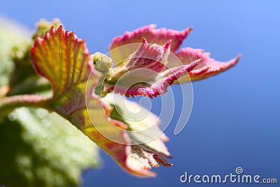 New Concord Grape Leaves Against Bright Blue Sky - Vitis labrusca Stock Photo