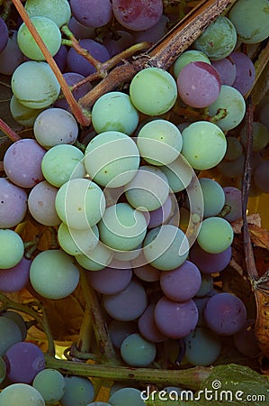 Concord wine grapes Stock Photo