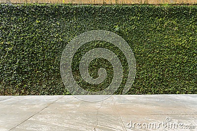 Concrete floor and green leaf ivy plant covered stone fence wall Stock Photo