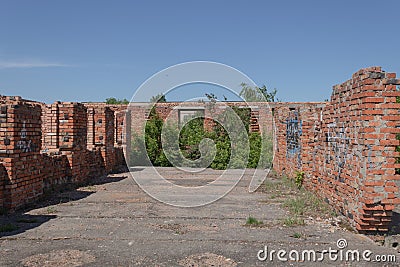 Through the concrete floor of an unfinished building, trees sprouted Stock Photo