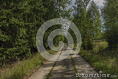 Concrete forest path in Slavkovsky Les national park in summer day Stock Photo