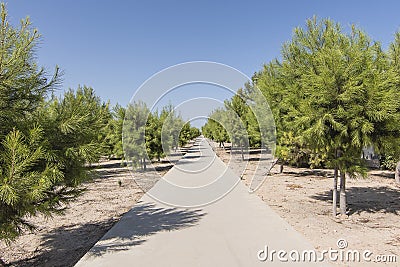 Concrete path in evergreen trees Editorial Stock Photo