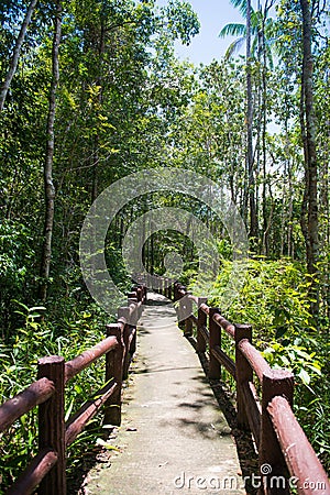 Concrete pathway bridge in forest Stock Photo