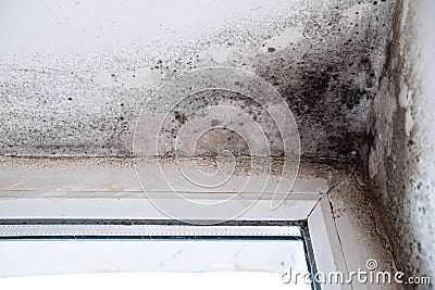 Condensation on the wall, in the form of black spots. Mold growth on white surface. Problems of the old house Stock Photo