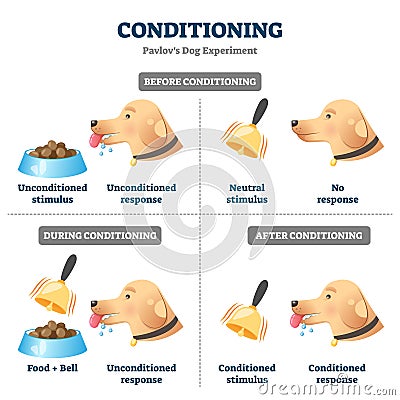 Conditioning vector illustration. Labeled Pavlovian respondent learn scheme Vector Illustration