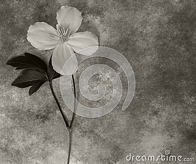 Condolence card - white flower Stock Photo