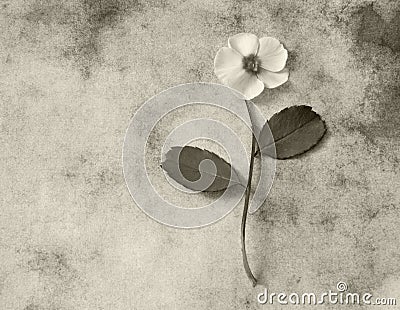 Condolence card - white flower Stock Photo