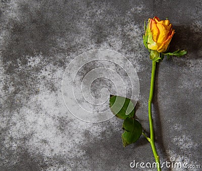 Condolence card with yellow rose Stock Photo