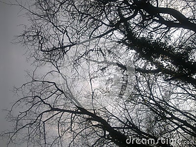 condolences trees grey silence sky branches twigs Stock Photo