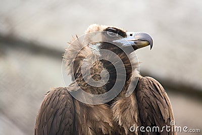 Condor Stock Photo