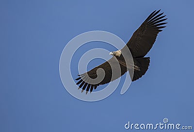 Condor flying Stock Photo