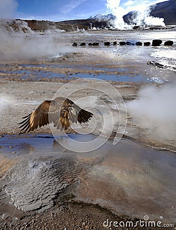 Condor in the Valley of Geysers, Atacama Desert, Chile Stock Photo