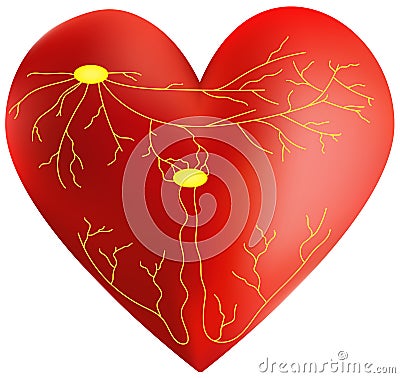 Conducting System of the Heart Vector Illustration