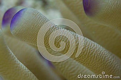 Condy Anemone Tentacles in Florida Keys Stock Photo