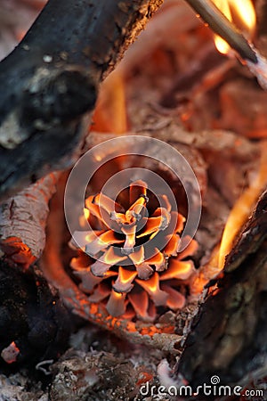 A cone burns in a fire. take care of the forest. Protection of Nature. peace. Fire. Pine trees. Stock Photo