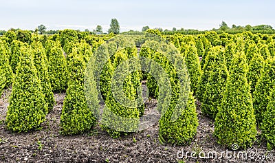 Cone Buxus bushes in a specialized nursery in Netherlands Stock Photo